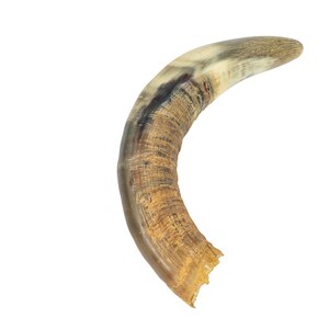 Weathered Steer Horn #2: Gallery Item (306-W-2-G6045) Y3K