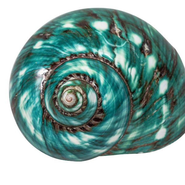 Polished Green Turbo Imperialis Shell: Extra Large (1143-P-GN-XL) Y2L