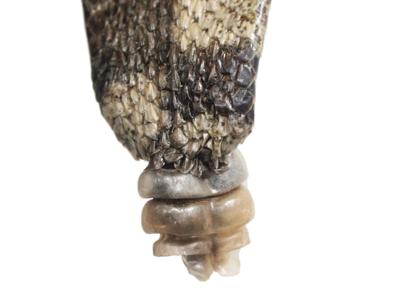 598-SRS-G2192 N Gallery Rattlesnake Skin WITHOUT rattle