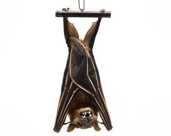 Hanging Greater Short-Nosed Fruit Bat: Cynopterus sphinx (1235-10) 10UF