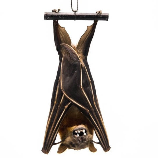 Hanging Greater Short-Nosed Fruit Bat: Cynopterus sphinx (1235-10) Y3L