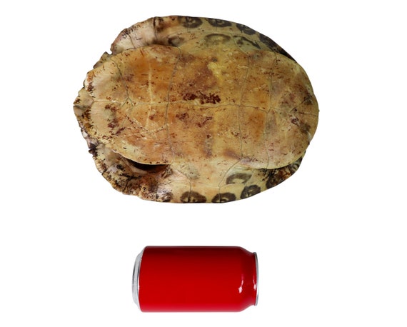 【CPGN STUDIO】Turtle Cooter Pigment MTM TMNT - Sewer Cover Golf Ball Marker Accessory