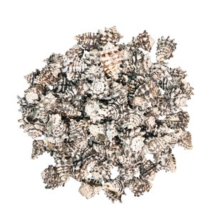Vasum Vasum Shells 1.5&quot;-2&quot;: 1-Gallon (2HS-3962-GA) Y3K