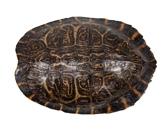 9" to 10" River Cooter Turtle Shell (1077-0910) Y3K