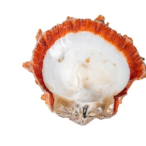 Red Orange Spiny Oyster Shell – First Quality (1086-41-G6332) Y1X