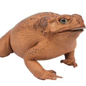 May include: A brown toad with a textured skin, sitting on a white background. The toad has a wide mouth and is holding a small, silver object in its mouth.