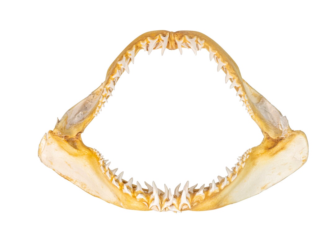 13インチ マコシャークの顎 13インチ マコシャークの顎 TOKO-BEADS |AB301-15 サメの顎