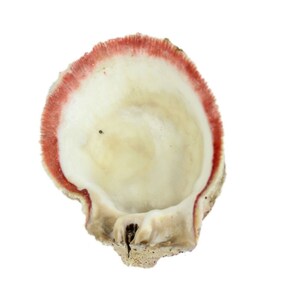 Red Orange Spiny Oyster Shell – Second Quality (1086-12-G3334) Y1J