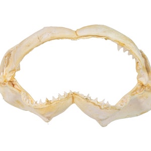 Real Bull Shark Jaw 15.5&quot; (561-J16-15-G4646) 8UK21