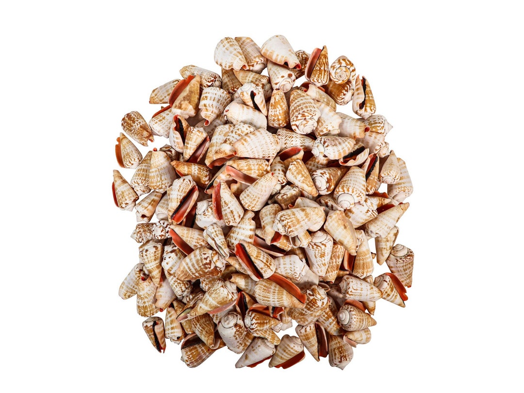 Strombo Shell Strawberry Strombus Shells 2