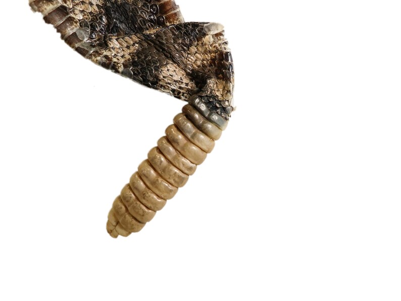 598-SKI-G4159 Real Texas Western Rattlesnake Skin with Rattle N Gallery