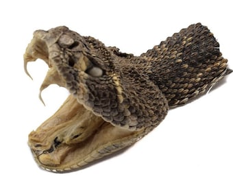 Real Rattlesnake Head: Wide Open Mouth (598-P517) 9UC17