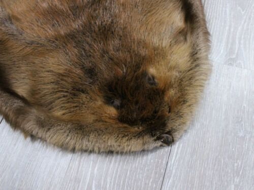 Large Beaver Skin #1/#2 Grade: Gallery (50-1-L-G3196) - Etsy
