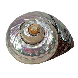 May include: A large, iridescent seashell with a brown and white spiral pattern. The shell has a pearlescent sheen and a smooth, glossy surface.