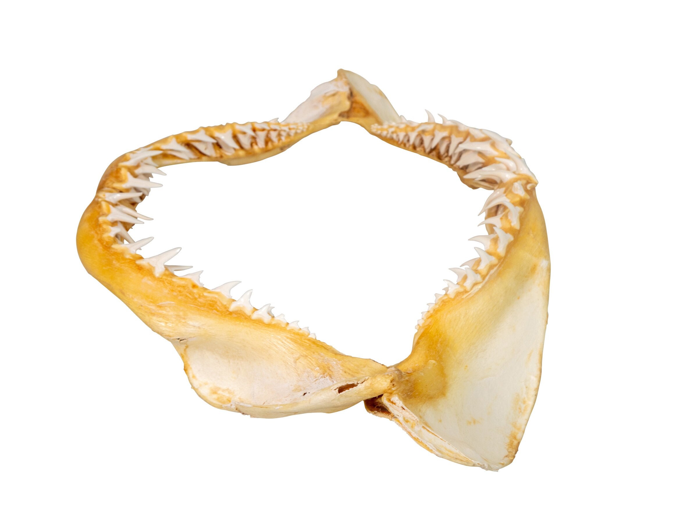 Real Mako Shark Jaw 21