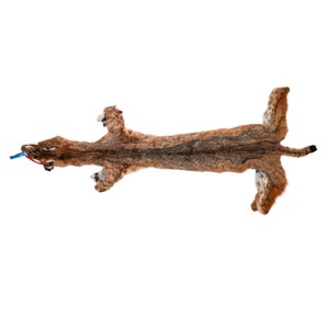 Real Bobcat Skin: Trading Post Quality (338-TP-G8540) Y2O
