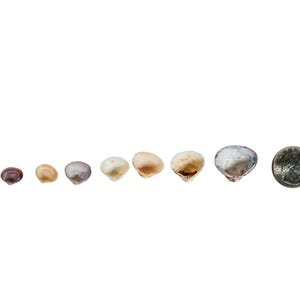 May include: A row of eight seashells of varying sizes, ranging from small and dark to large and light, with a silver US quarter for scale.