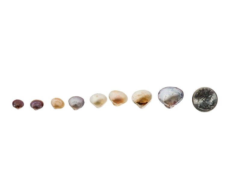 May include: A row of eight seashells of varying sizes, ranging from small and dark to large and light, with a silver US quarter for scale.