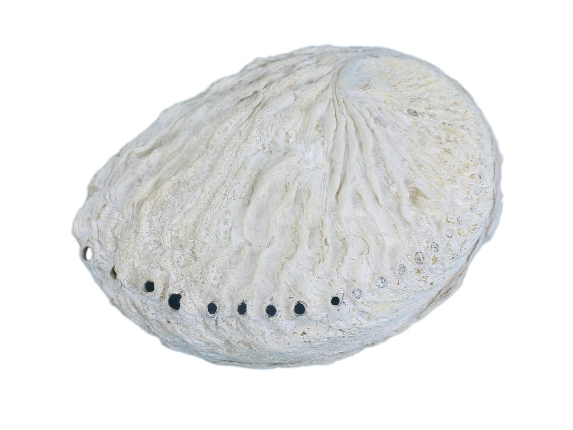 Ten 10 Small African Abalone Shells: Lightly Edged 3-5 | Etsy