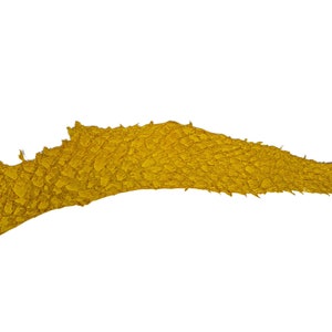 Glazed Carp Leather: Sunrise (870-4G-11) Y1L