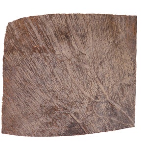 Moose Antler Palm Piece (513-PC-G4438) Y3H