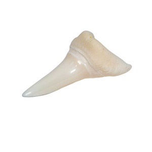 Real Mako Shark Tooth: 1.25&quot; (561-M114-AS) Y1X