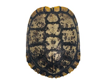 May include: Close-up of a turtle shell with a black and brown pattern and a yellow edge.