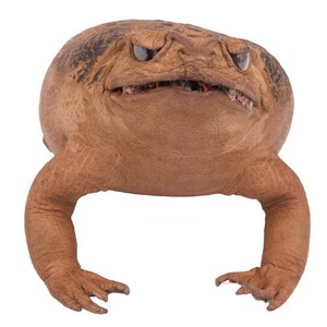 Puede incluir: Primer plano de un sapo marr&oacute;n con una boca ancha y ojos grandes y oscuros. El sapo mira directamente a la c&aacute;mara con una expresi&oacute;n amenazante.