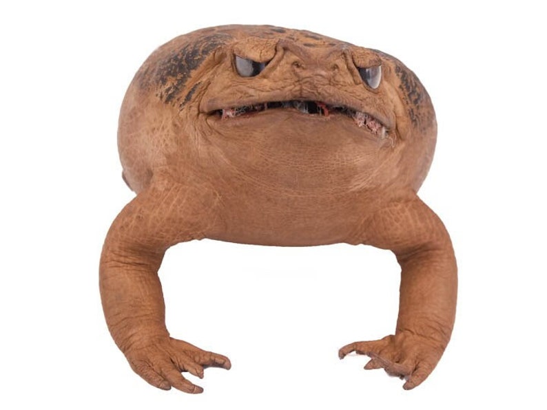 Puede incluir: Primer plano de un sapo marr&oacute;n con una boca ancha y ojos grandes y oscuros. El sapo mira directamente a la c&aacute;mara con una expresi&oacute;n amenazante.