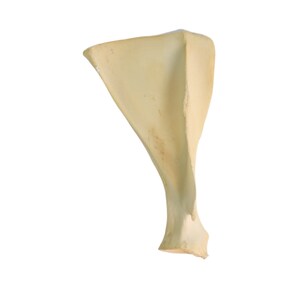 May include: A bone, likely a scapula, with a light beige color. The bone has a curved shape with a broad, flat section at the top and a narrower, elongated section extending downwards. The bone is isolated against a white background.