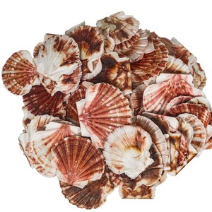 Pecten Albican Flat Shells 2.5&quot;-3&quot;: 1-Gallon (2HS-3703-GA) Y3K