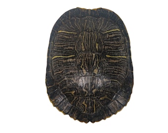 May include: A close-up view of a turtle shell, showing the intricate pattern of black and yellow markings. The shell is smooth and glossy, with a slightly raised edge.