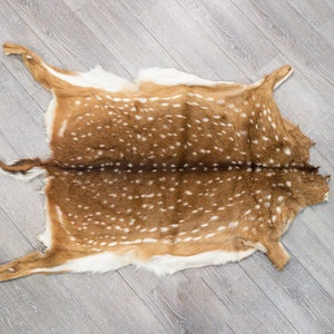Axis Deer Hide: Medium (488-M-G6214) Y1H