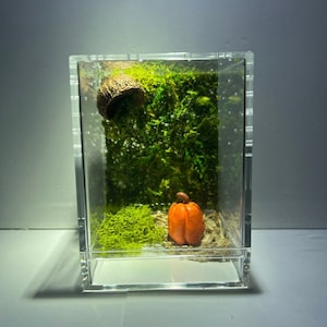 Halloween Pumpkin Jumping Spider Enclosure, Fall Sling Jumper Container Home, Acorn Spider Hide (Each is made to order and differs slightly)