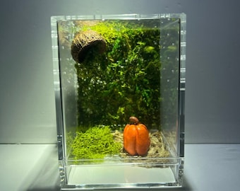 Jumping Spider Enclosure, Fall Pumpkin Sling Jumper Container Home, Acorn Spider Hide (Each is made to order and differs slightly)