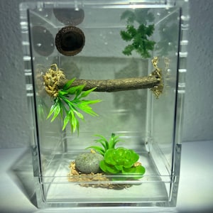 Zen Garden With Perch Jumping Spider Enclosure, Sling Jumping Spider Container Home, Spider Hide, Succulents, Plants, Made To Order