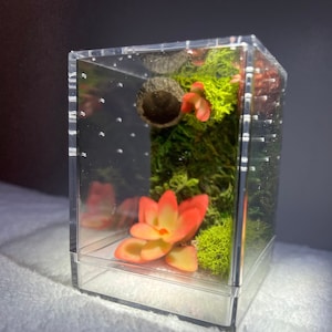 Summer Succulents Small Jumping Spider Enclosure, Sling Jumper Container Home With Succulents, Moss, Acorn Hide, Custom Made To Order