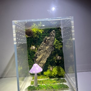 Mystery Mushroom Medium Jumping Spider Enclosure, Each Enclosure Differs, Acorn Hide, Moss, Custom Jumper Container Home Made To Order