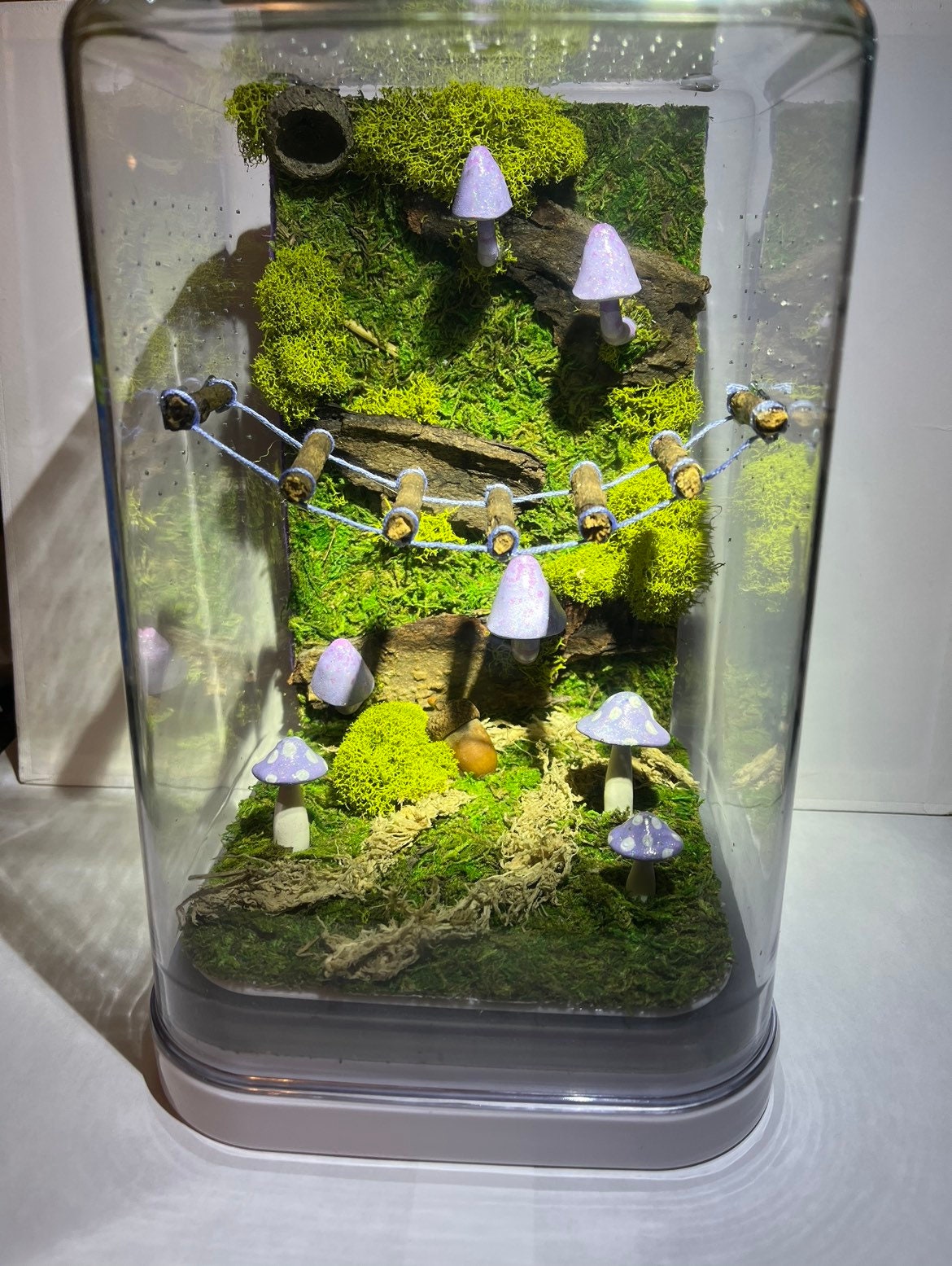 Large 6x6x9.5” Luxury Adult Jumping Spider Enclosure, Decorated
