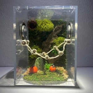 Jumping Spider Enclosure, Halloween Fall Jumper Container Home, Juvenile/Sub Adult Jumper Container, Bridge Optional (unique, made to order) bild 1