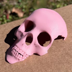 May include: A pink skull figurine with detailed teeth and eye sockets. The skull is a solid color and appears to be made of plastic or a similar material. The skull is angled to the left, with the teeth visible.