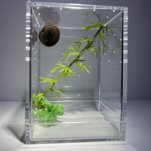 Bamboo Jumping Spider Enclosure, Sling Jumping Spider Container Home, Spider Hide (Each Enclosure Differs Slightly, Made Custom To Order!)