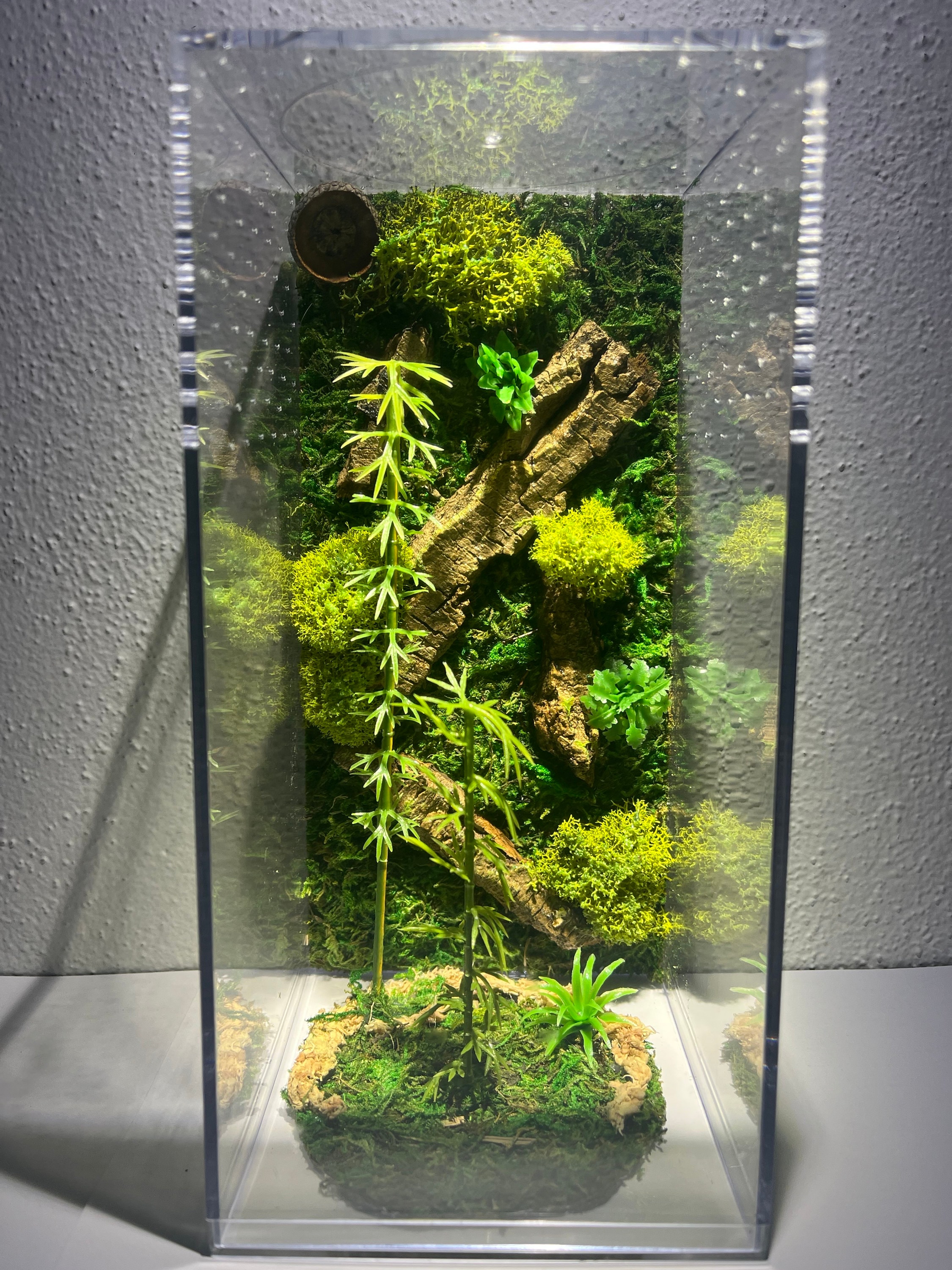 Bamboo Forest Med/tall Jumping Spider Enclosure, Acorn Hide, Moss