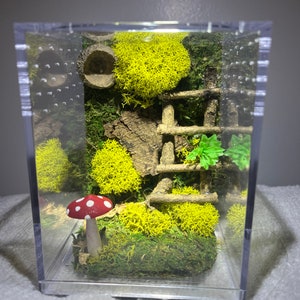 Mystery Mushroom & Ladder Medium Jumping Spider Enclosure, Acorn Hide, Moss, Custom Jumper Container Home, Made To Order, Each One Differs