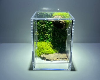 Acorn Jumping Spider Enclosure, Sling Jumping Spider Container Home, Spider Hide (Each Enclosure Differs Slightly, Made Custom To Order!)