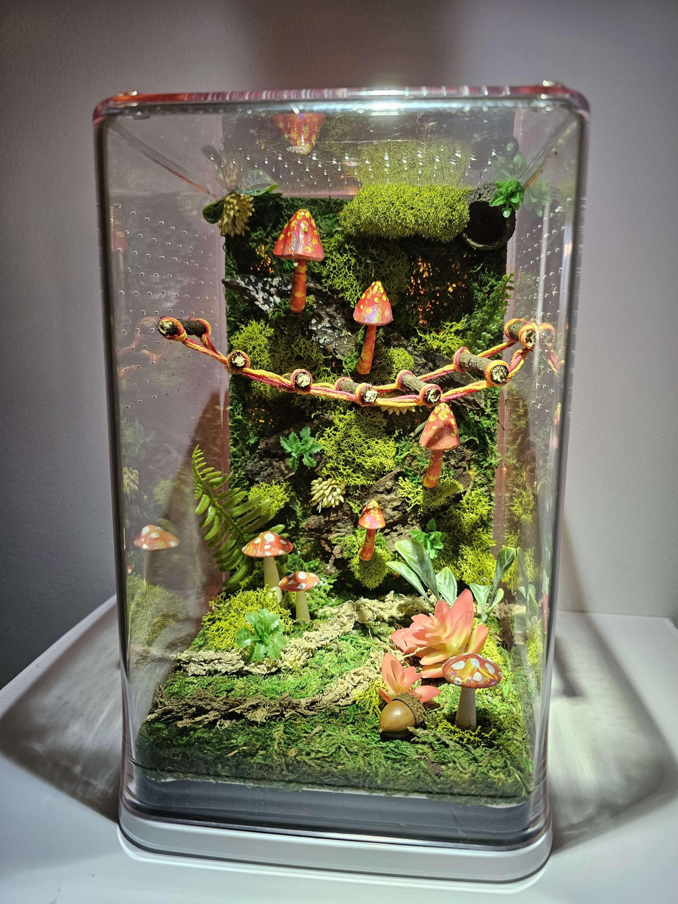 Large 6x6x9.5” Luxury Adult Jumping Spider Enclosure, Decorated Jumper  Container Home, Moss, Bark, Acorn Hide, (Made Custom To Order)