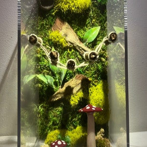 Mystery Mushroom Med/Tall Jumping Spider Enclosure, Acorn Hide, Moss, Plants, Custom Jumper Container Home, Made To Order, Each One Differs