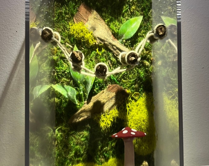 Jumping Spider Enclosure Bonsai Moss 4x4x7 Spider House Kit, Spider ...