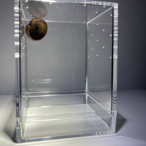 Jumping Spider Enclosure, Small Acorn Hide Sling Jumping Spider Container Home, Spider Hide, Made To Order