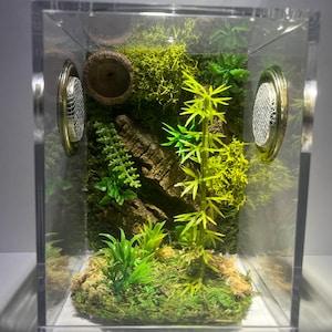 Enclos d'araignées sauteuses, jungle oasienne verte moyenne, peau de gland, mousse, plantes, conteneur personnalisé pour la maison, fabrication sur commande, chacun est différent